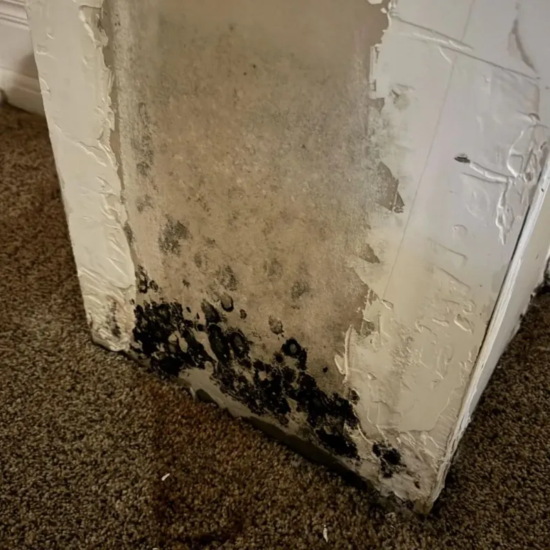 Professional Mold Removal in Wilton, ME